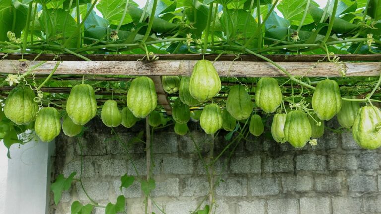 Bourgeonnez 1 fruit de chayote pour une plante épique et abondante !