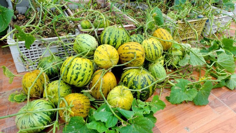 5 astuces pour réussir la culture de melons sur votre terrasse !
