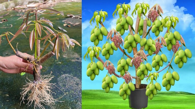 Gagnez jusqu&rsquo;à 10 fruits en greffant un manguier sur un tomatoier !