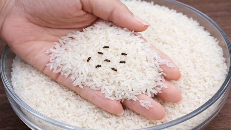 Éliminez les vers du riz en 2 minutes avec ce truc astucieux !