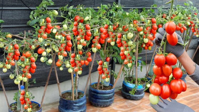 Cultivez 7 variétés de tomates avec des bouteilles en plastique faciles à réaliser !