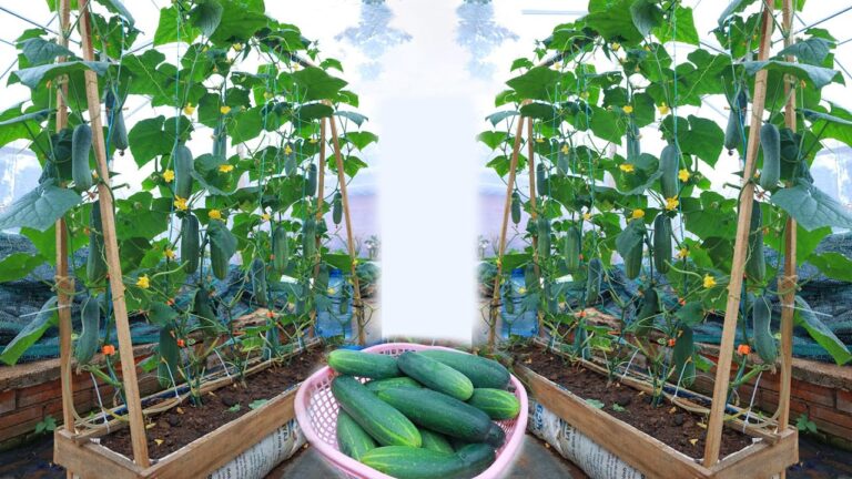 Cultivez 5 variétés de concombres à la maison pour une récolte abondante !