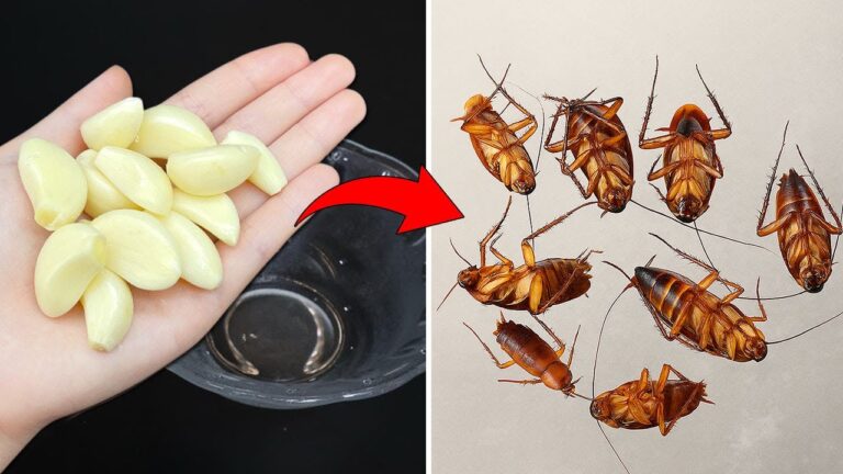 Éliminez 10 blattes avec une seule gousse d&rsquo;ail : astuce infaillible à découvrir !