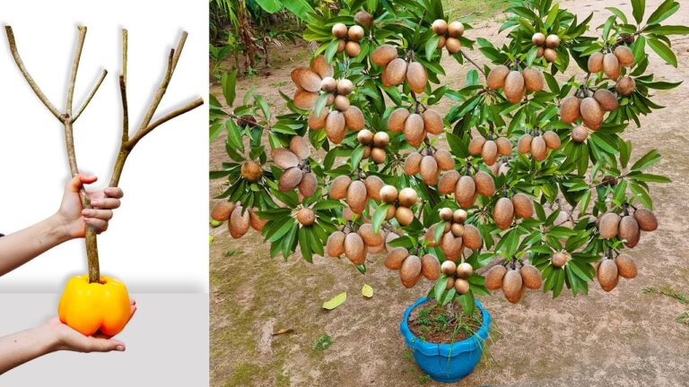 Boostez votre jardin avec 3 techniques inédites : greffez sapotillier, piment et aloe !