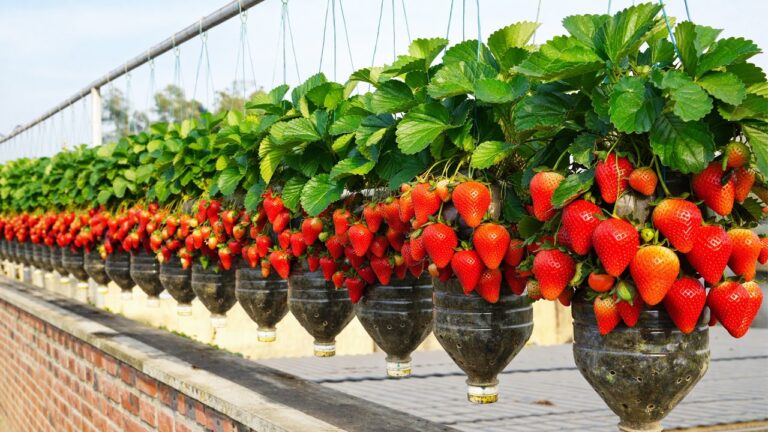 Cultiver 5 fraises en bouteille plastique : des résultats surprenants à découvrir !