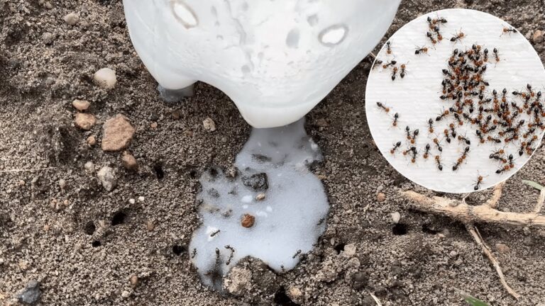 Éliminez 5 astuces simples et économiques pour dire adieu aux fourmis rapidement !