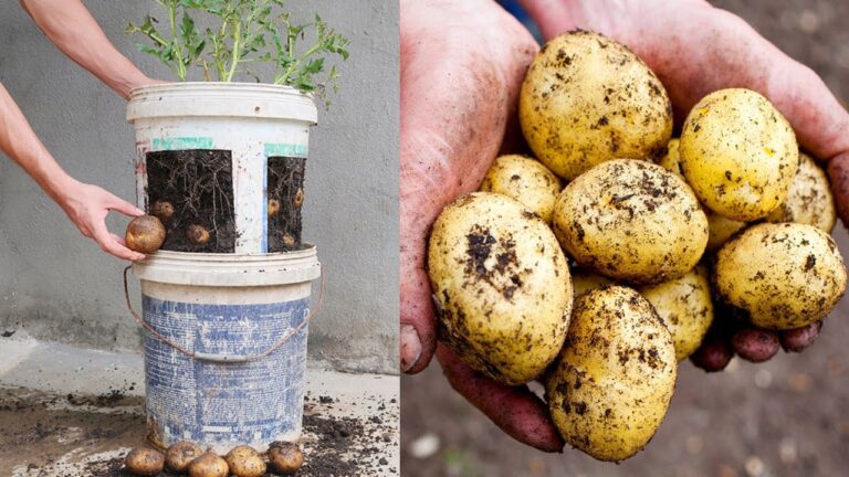 Cultivez 5 variétés de pommes de terre dans des seaux en plastique facilement !