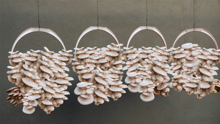 Cultivez 5 champignons chez vous avec cette technique facile et rapide !