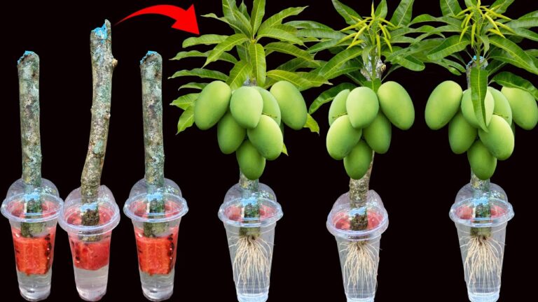 5 techniques pour cultiver un manguier rapide avec aloe vera et pastèque !