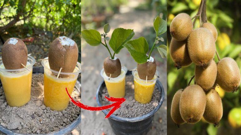 Faites fructifier vos kiwis : 5 astuces étonnantes avec des œufs et du soda !