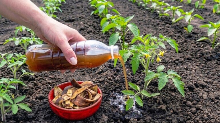 Transformez vos épluchures de banane en 5 récoltes abondantes de tomates et poivrons !