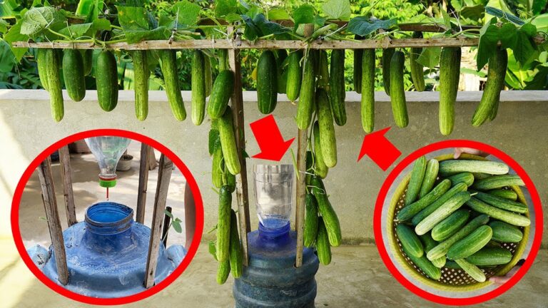Cultivez 10 concombres dans des bouteilles en plastique : une méthode incroyable et délicieuse !