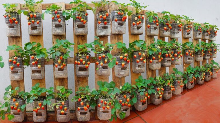Transformez 5 palettes en jardins de fraises productifs et savoureux !