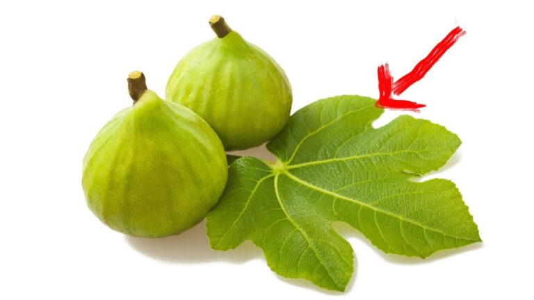 5 astuces pour dire adieu au diabète et au cholestérol avec des feuilles naturelles !