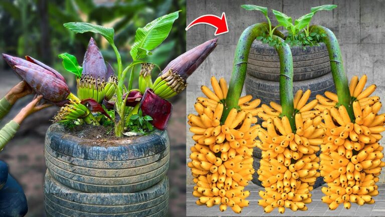 5 techniques simples pour greffer un bananier avec des fruits et obtenir de super résultats !