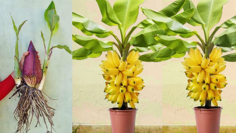 5 astuces pour faire prospérer vos bananiers avec de l&rsquo;aloe vera !