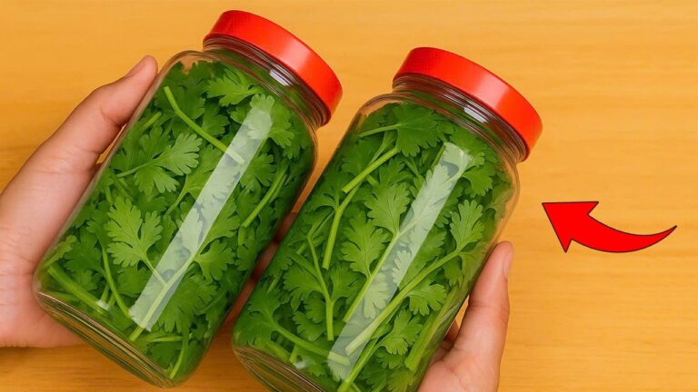 Conservez votre coriandre 1 an sans qu&rsquo;elle se gâte : 5 astuces pratiques à découvrir !