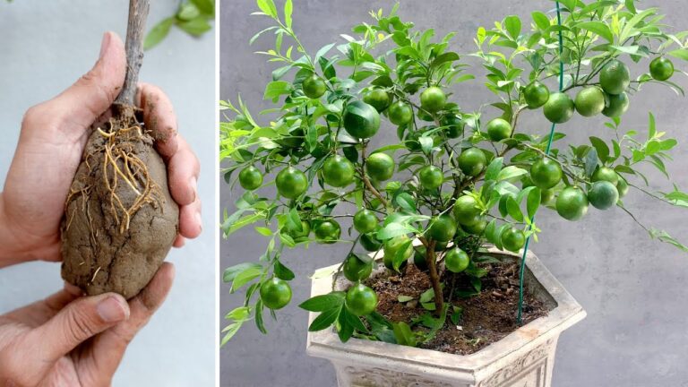 Cultivez des citrons toute l&rsquo;année : 5 astuces pour un jardin fructueux !