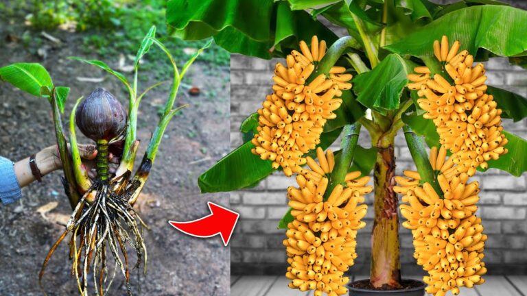 10 techniques efficaces pour greffer un bananier et récolter plus de fruits !