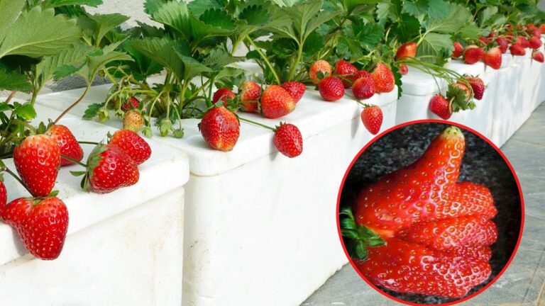 5 étapes simples pour cultiver des fraises en pot et booster votre jardin