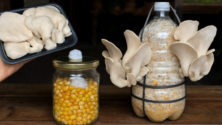 Cultivez 5 variétés de champignons chez vous facilement et savourez leur goût unique !