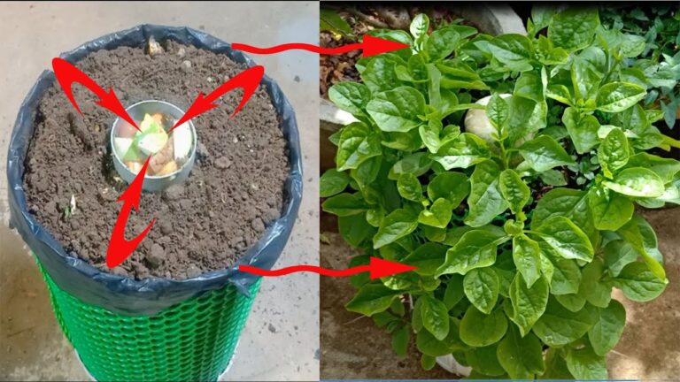 5 astuces pour cultiver des épinards chez soi de manière innovante !