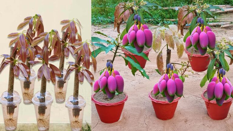 5 techniques pour faire pousser un manguier rapidement avec aloe vera et pommes de terre