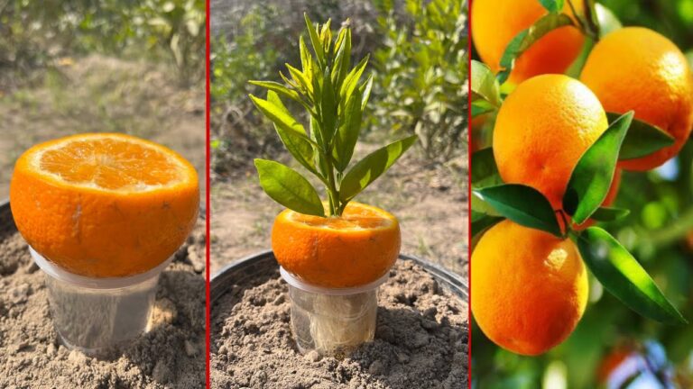 Faites pousser des orangers avec 3 astuces au jus de citron pour un résultat épatant !