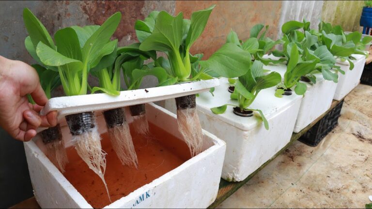 Créer un jardin potager hydroponique à la maison – facile pour les débutants