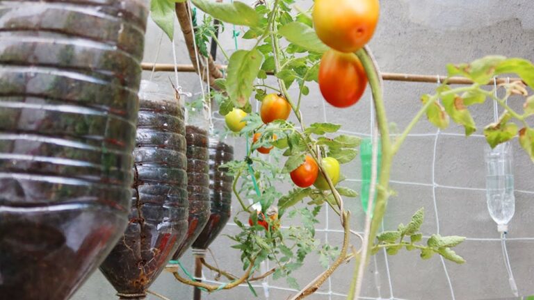 Comment cultiver facilement des tomates dans des bouteilles suspendues