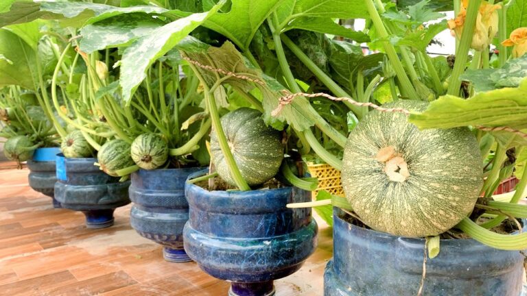 Faites pousser des courgettes sur votre terrasse : des récoltes miraculeuses !