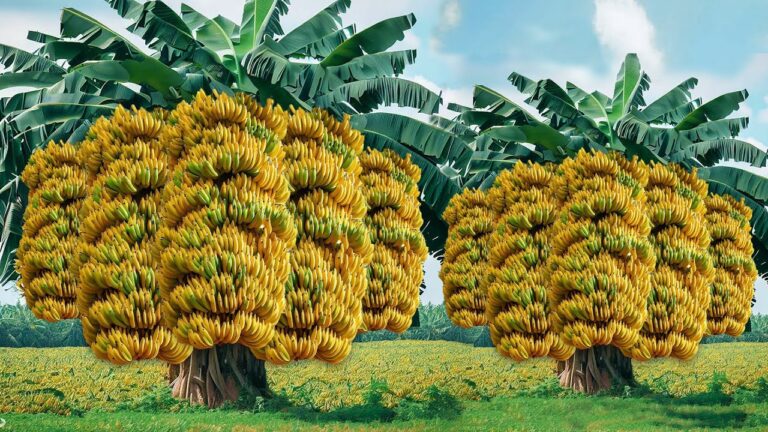 Les meilleures techniques pour cultiver des bananes accompagnées de fruits