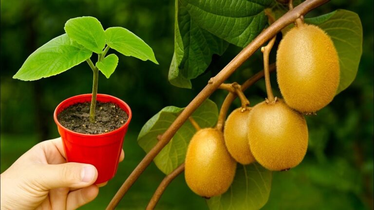 Comment cultiver des kiwis à partir de fruits chez soi