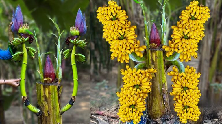 Boostez vos bananiers : 5 techniques pour des fruits plus abondants !