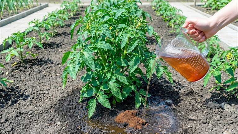 Boostez vos tomates et concombres : 5 fertilisants naturels révélés par des jardiniers pros !