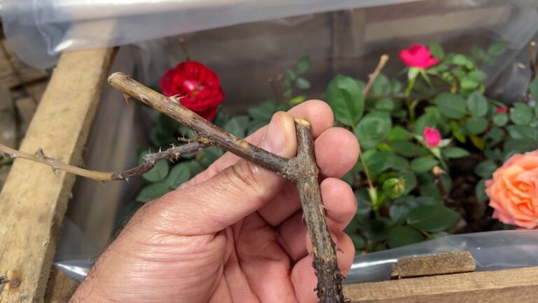 Multiples roses en 5 étapes simples : réussissez votre jardin dans des mini invernáculos !